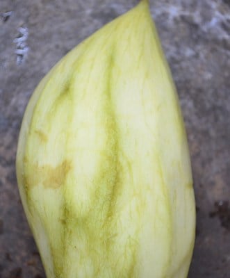 Raw mango for aam panna