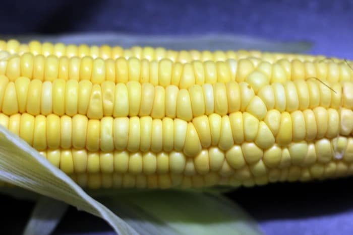 fresh corn for making grilled corn